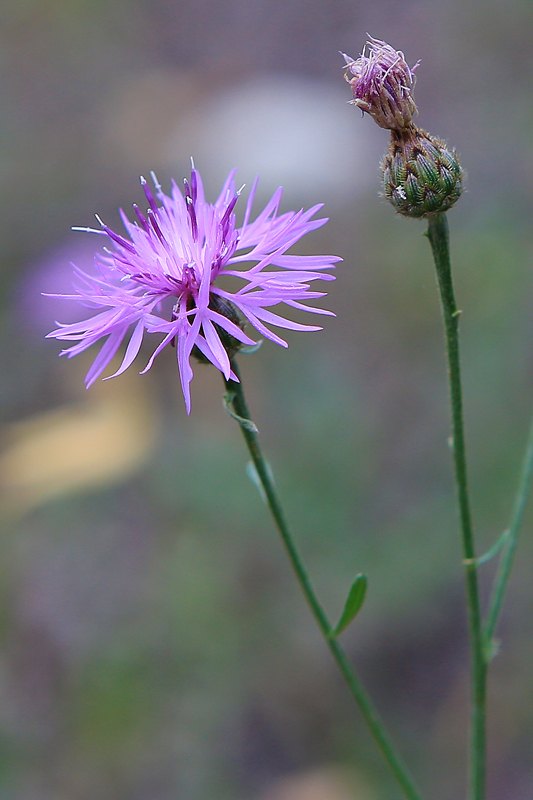 Brown-Ray Knapweed Idaho