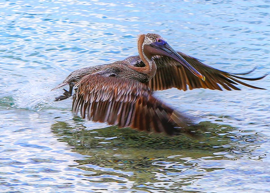 Pelican of St John USVI