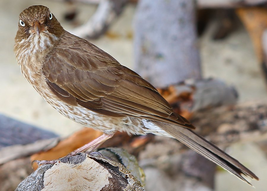 Angry Pearly Eyed Thrasher, St John USVI