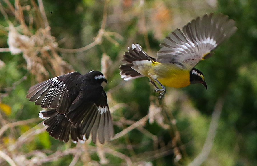 Bananaquit Courting = St John USVI