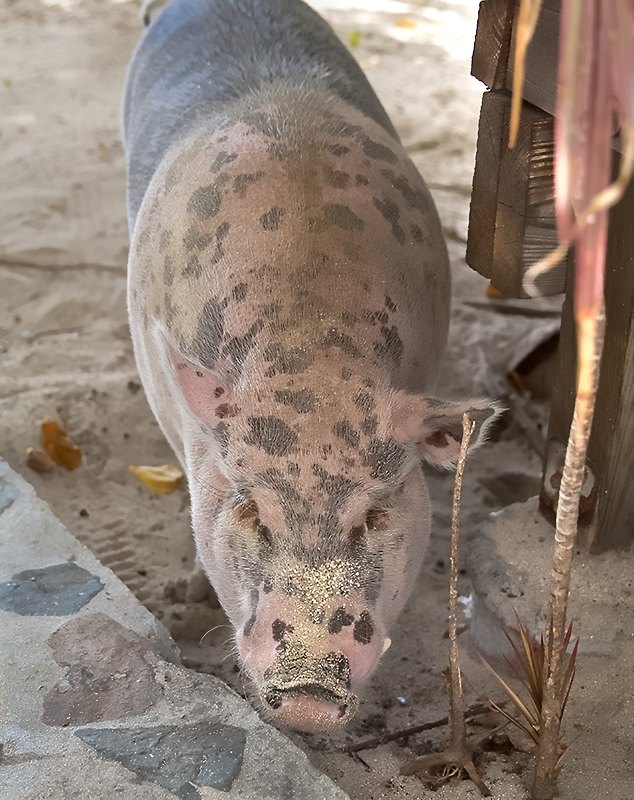Beach Pig, St John USVI