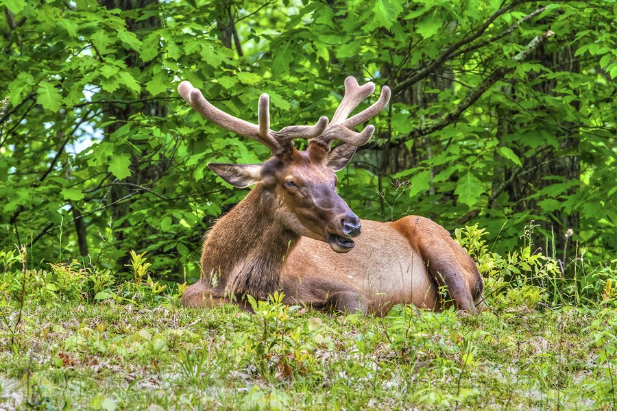 Elk in Velvet, Tail of the Dragon, NC