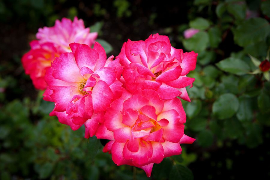 Butchart Gardens, Eye-Catcher Rose
