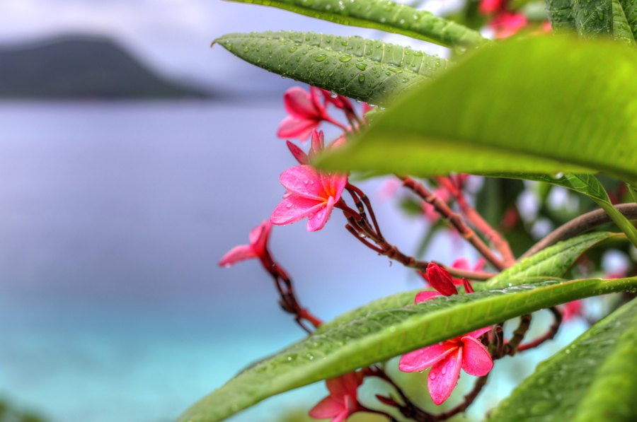 Frangiapani, St John USVI