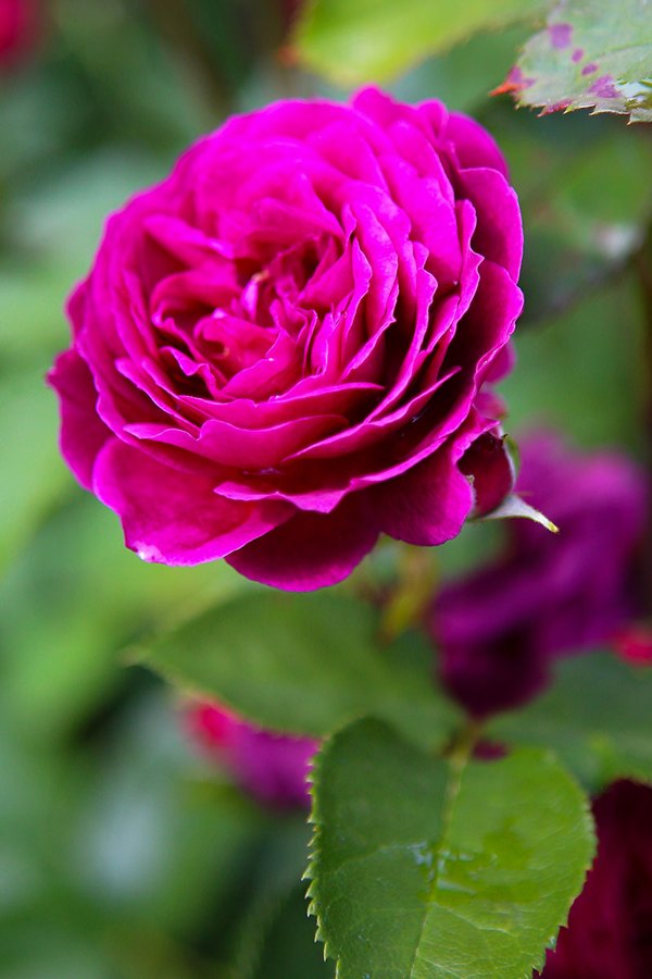 Butchart Gardens, BC – Perfect Rose