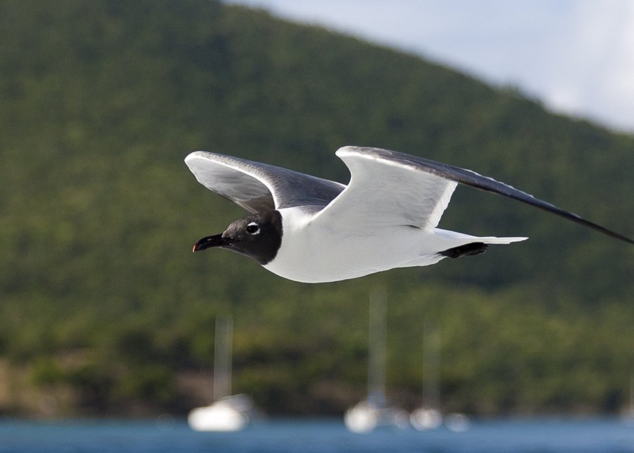 Laughing Gull, Caribbean
