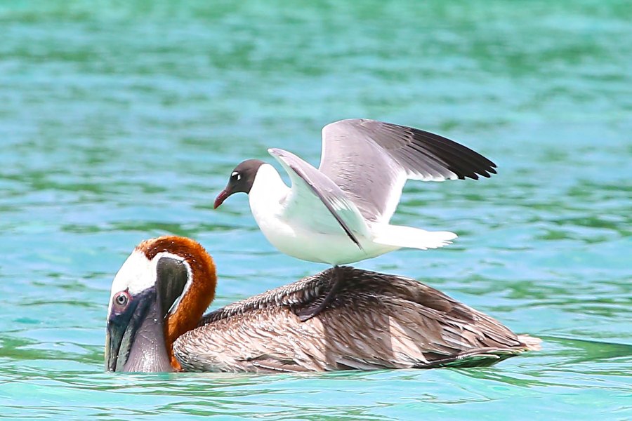 Laughing Gull Helps Pelican with Catch