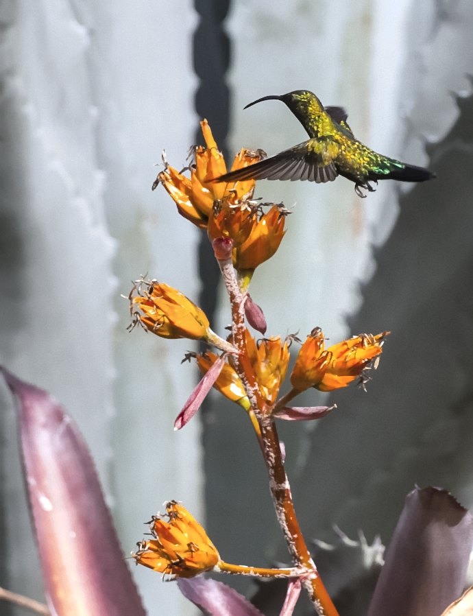 Green Throated Carib Hummingbird, St John USVI