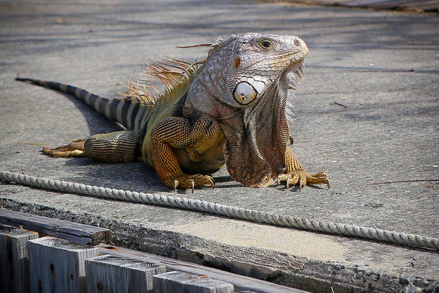 Dock Owner = St Croix USVI