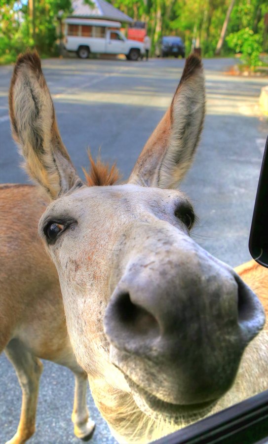 Jackass, St John USVI