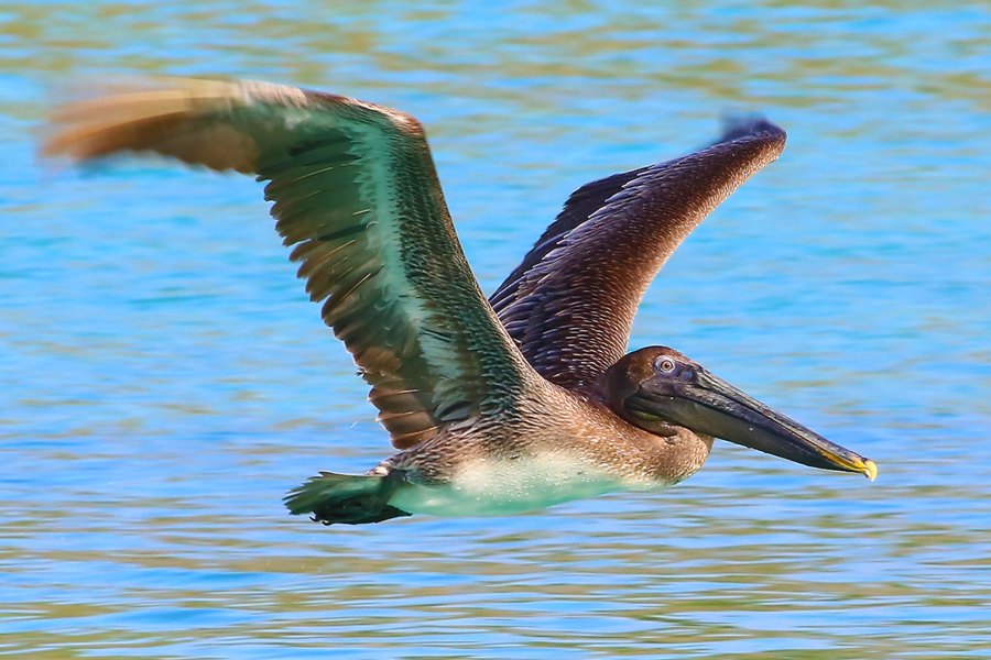 Female Brown Pelican in Flight, St John USVI