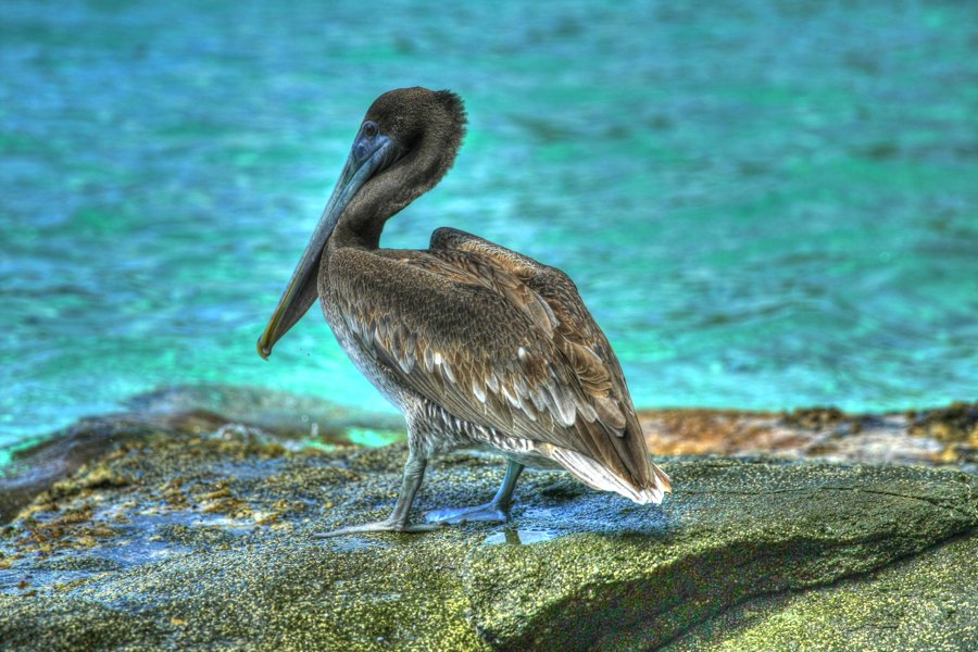 Female Brown Pelican on a Rock, St John USVI
