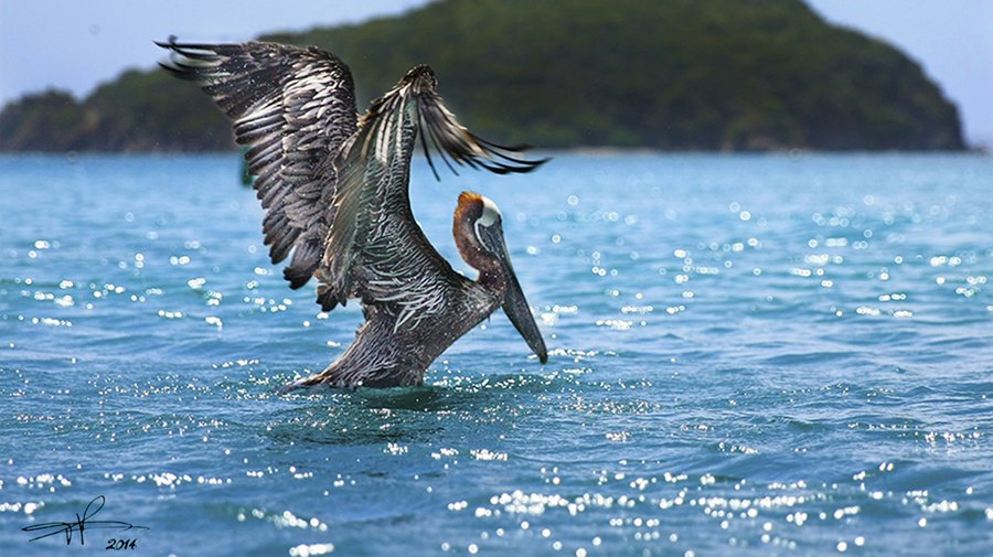 Male Brown Pelican Liftoff, St John USVI