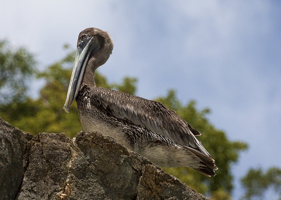 Male Brown Pelican Surveys Kingdom, St John USVI
