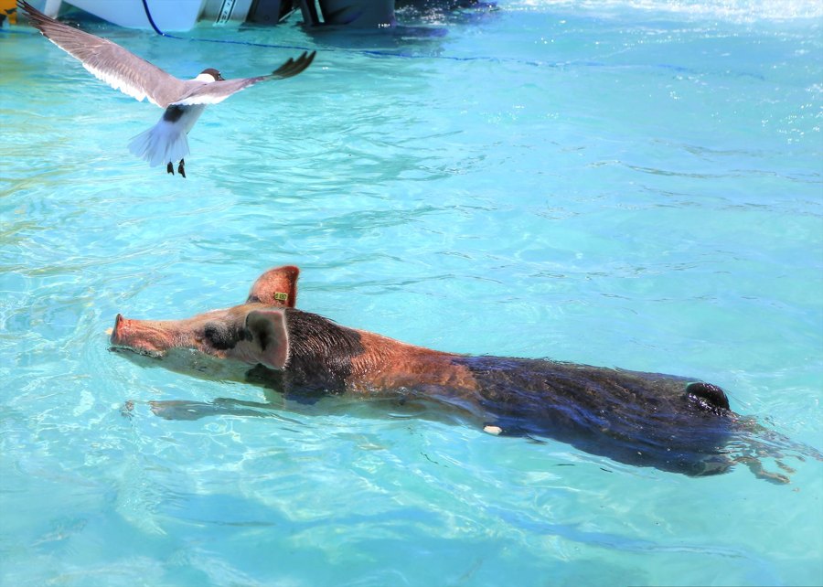 Pigs Swim, Bahamas