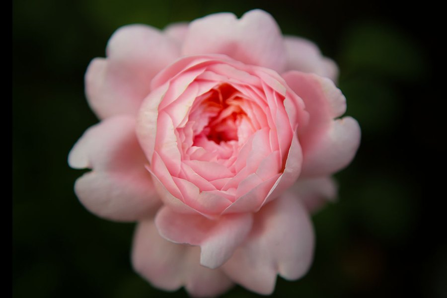 Butchart Gardens, BC – Perfect Pink Rose