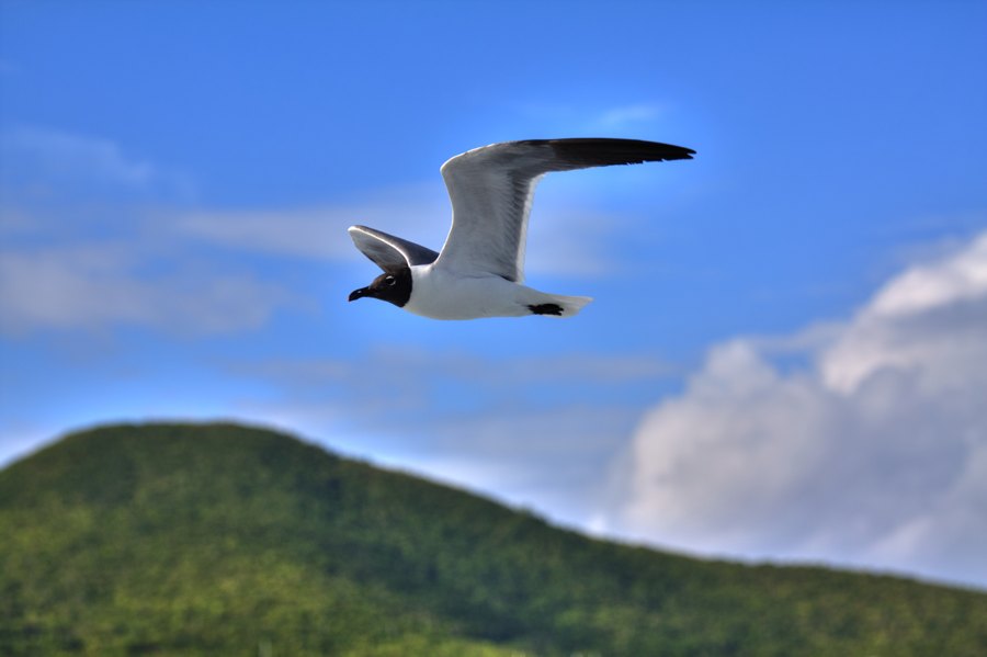 Laughing Gull, St John USVI