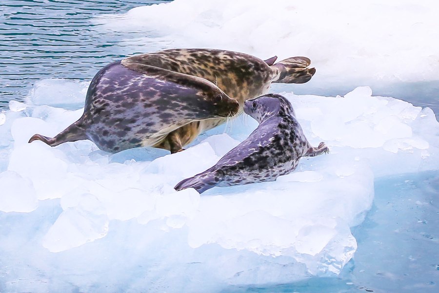 Harbor Seals, Harding Ice Field, AK
