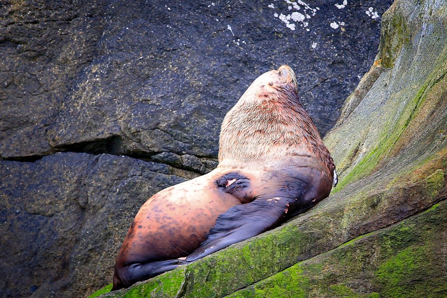 Stellar Sea Lion, near Resurrection Bay, AK