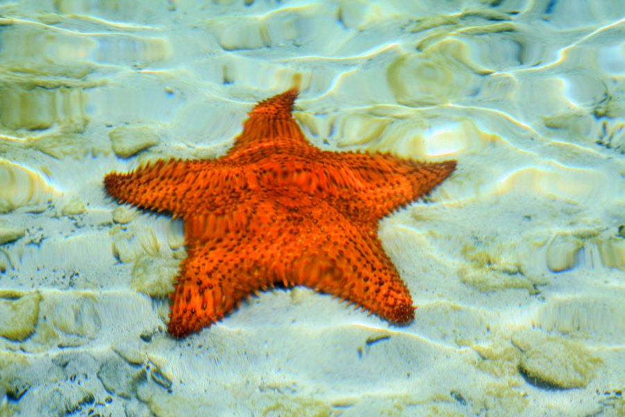 Star Fish in Water, St John USVI