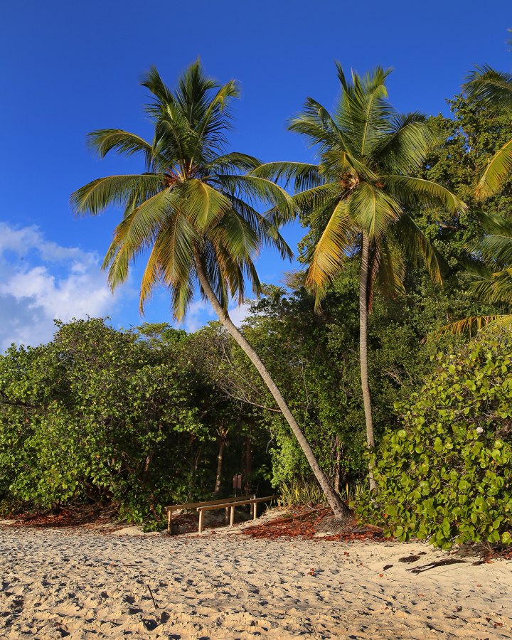 Trunk Bay Palms, St John USVI
