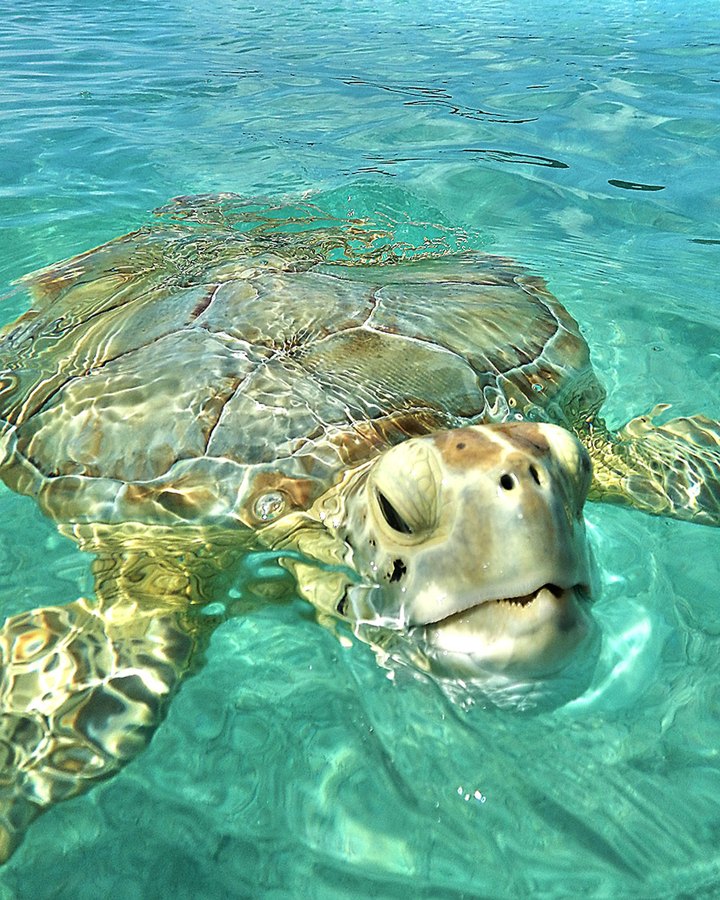 Green Sea Turtle, Exuma Bahamas