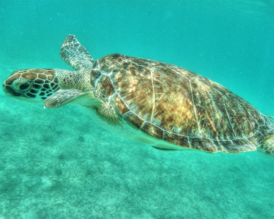 Green Sea Turtle, St John USVI