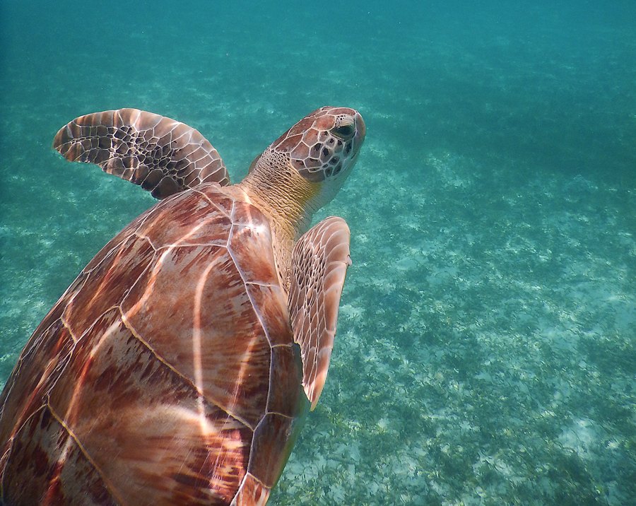 Green Sea Turtle, Maho Bay, St John USVI