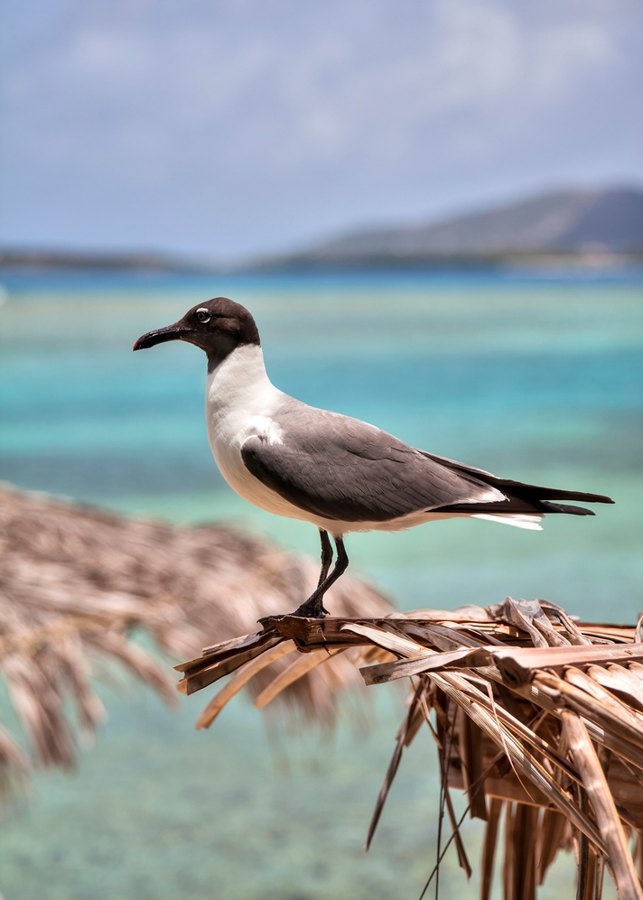 Laughing Gull, Marina Cay, BVI